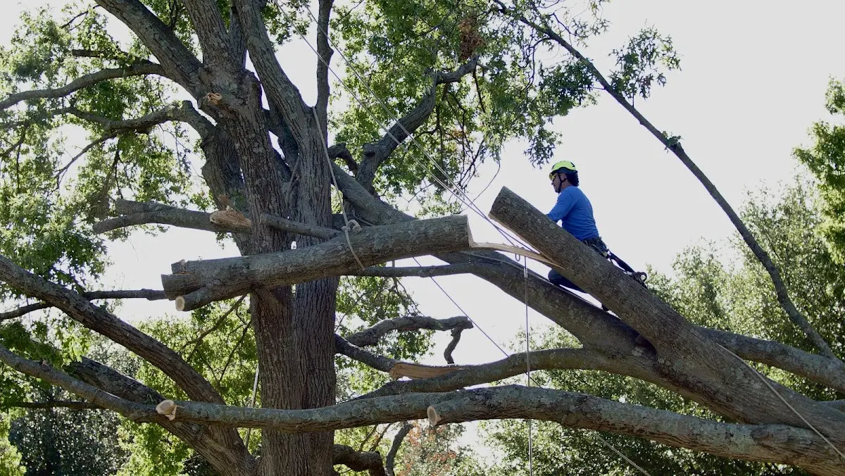Professional Crown Thinning performed by certified arborists in Glenview