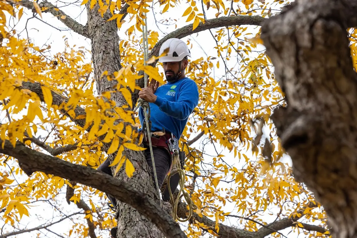 Skilled Tree Planting crew working in Glenview